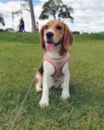 Babalu