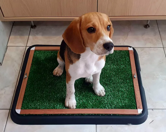 Cachorro ra a Beagle idade 7 a 11 meses nome Babalu