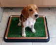 Babalu