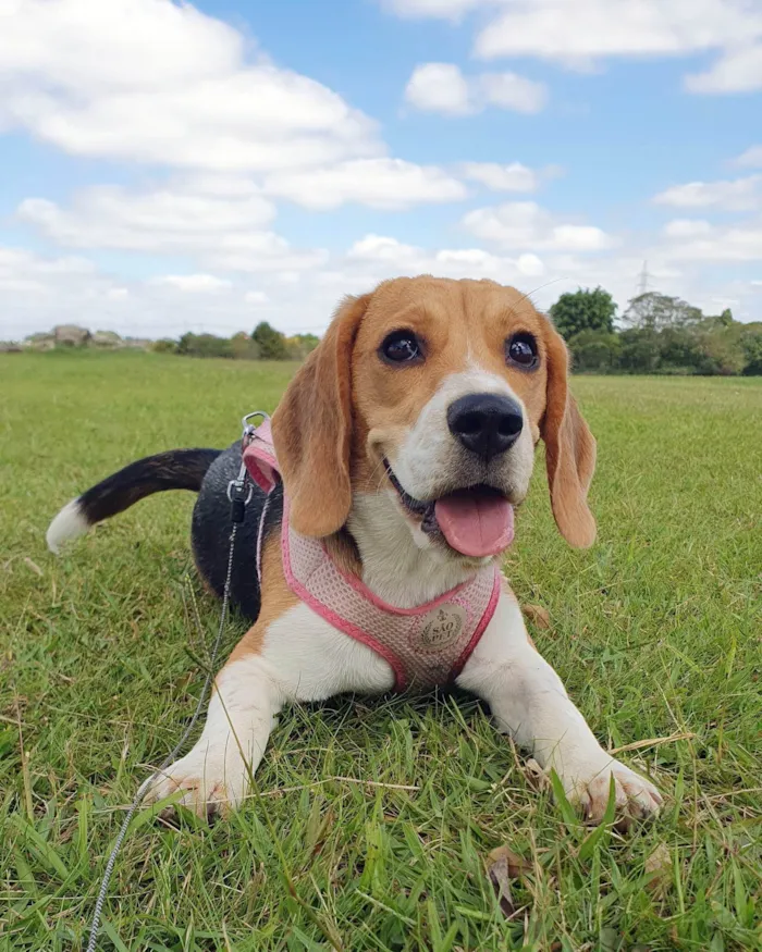 Cachorro ra a Beagle idade 7 a 11 meses nome Babalu