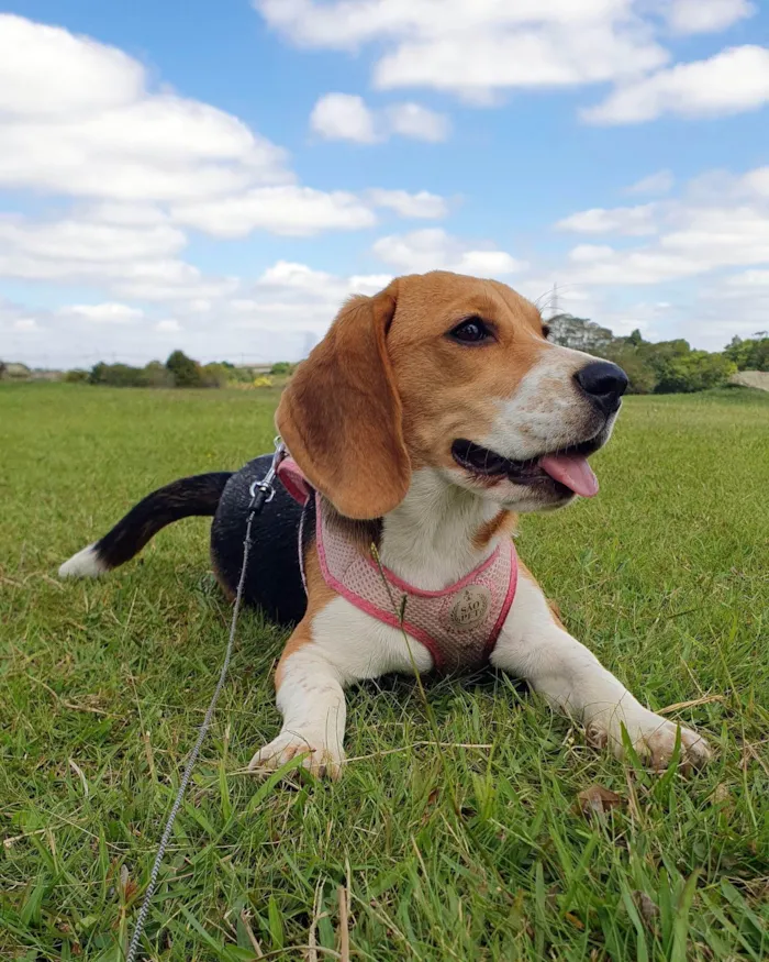 Cachorro ra a Beagle idade 7 a 11 meses nome Babalu