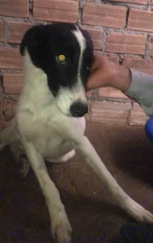 Cachorro raça SRD-ViraLata idade 1 ano nome KAKAU