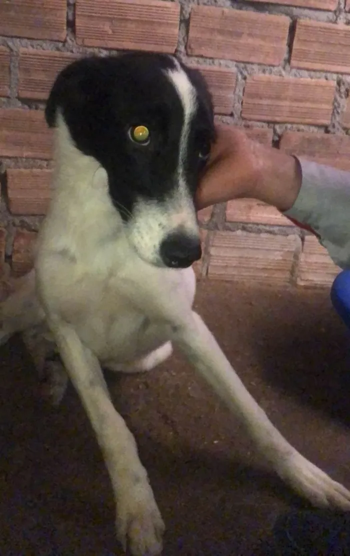 Cachorro ra a SRD-ViraLata idade 1 ano nome KAKAU