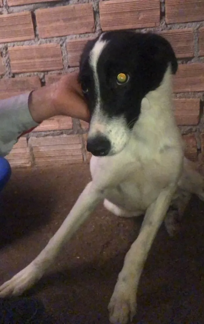 Cachorro ra a SRD-ViraLata idade 1 ano nome KAKAU