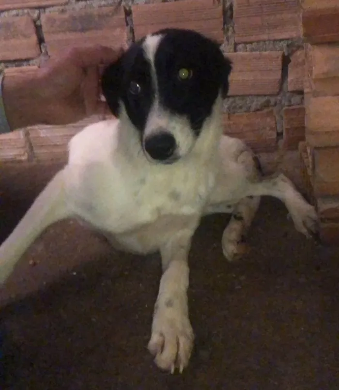 Cachorro ra a SRD-ViraLata idade 1 ano nome KAKAU