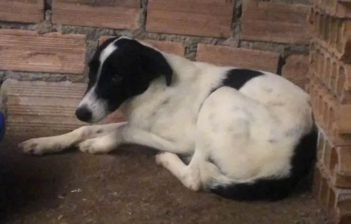 Cachorro ra a SRD-ViraLata idade 1 ano nome KAKAU