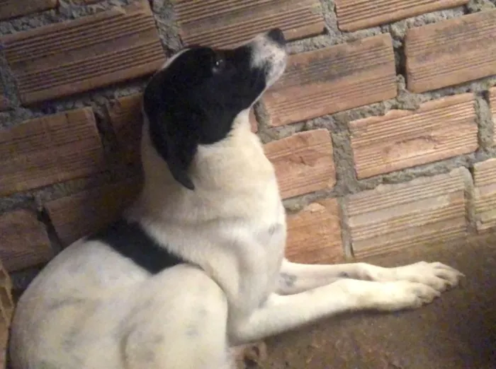 Cachorro ra a SRD-ViraLata idade 1 ano nome KAKAU