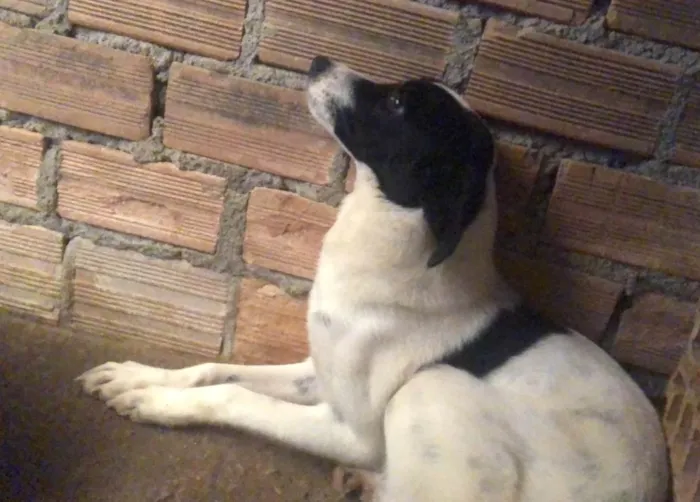 Cachorro ra a SRD-ViraLata idade 1 ano nome KAKAU