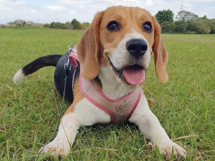 Cachorro ra a Beagle idade 7 a 11 meses nome Babalu