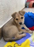 Cachorro raça SRD-ViraLata idade Abaixo de 2 meses nome Zoe