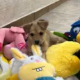 Cachorro raça SRD-ViraLata idade Abaixo de 2 meses nome Zoe