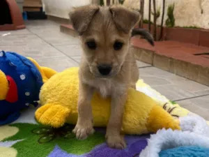 Cachorro raça SRD-ViraLata idade Abaixo de 2 meses nome Zoe