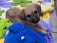 Cachorro raça SRD-ViraLata idade Abaixo de 2 meses nome Sarab