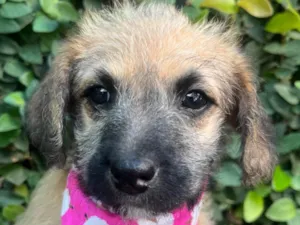Cachorro raça SRD-ViraLata idade Abaixo de 2 meses nome Sarab