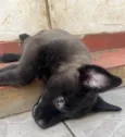 Cachorro raça SRD-ViraLata idade Abaixo de 2 meses nome Luna
