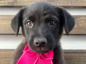 Cachorro raça SRD-ViraLata idade Abaixo de 2 meses nome Luna