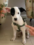 Piratinha