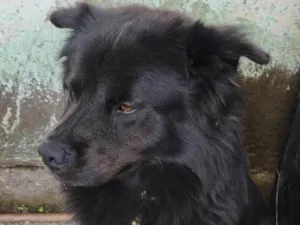 Cachorro raça Chow Chow misturado idade 3 anos nome Thor