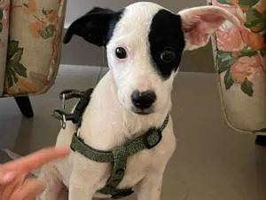 Cachorro raça SRD idade 2 a 6 meses nome Piratinha