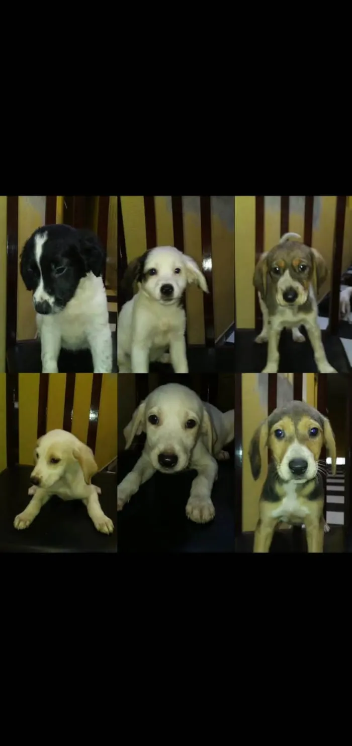 Cachorro ra a sem raça definida idade 2 a 6 meses nome são cinco fêmeas e um macho com dois meses de idade 