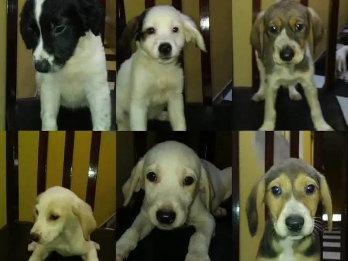 Cachorro ra a sem raça definida idade 2 a 6 meses nome são cinco fêmeas e um macho com dois meses de idade 