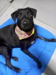 Cachorro raça SRD-ViraLata idade 2 anos nome Samuka  lindo bonzinho e 2 aninhos 