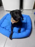 Cachorro raça SRD-ViraLata idade 2 anos nome Samuka  lindo bonzinho e 2 aninhos 