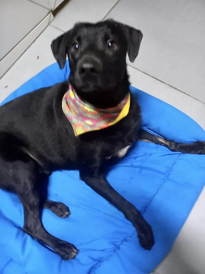 Samuka  lindo bonzinho e 2 aninhos 