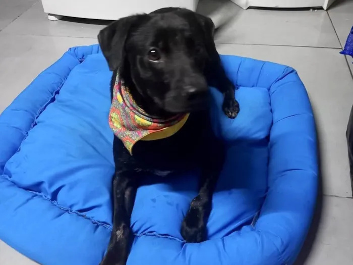 Cachorro raça SRD-ViraLata idade 2 anos nome Samuka  lindo bonzinho e 2 aninhos 