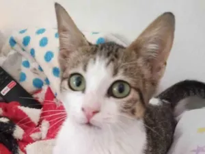 Gato raça SRD-ViraLata idade  nome YUME