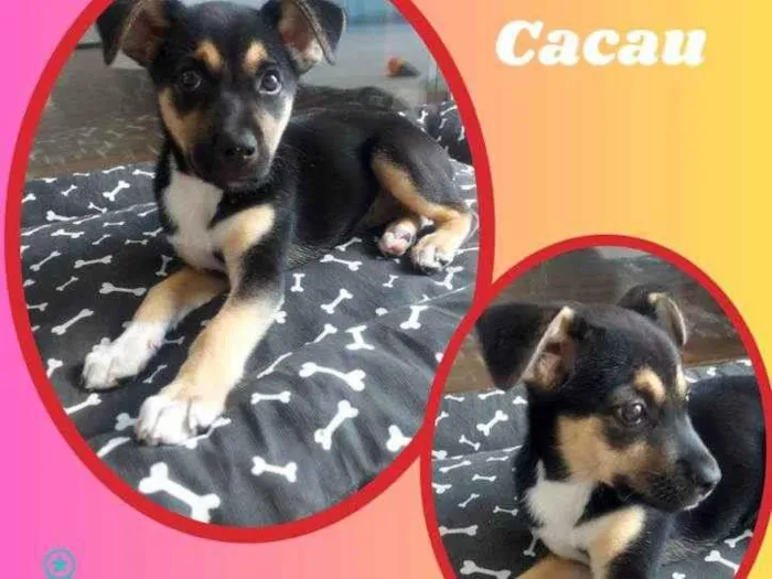 Cachorro raça SRD idade 2 a 6 meses nome Cacau 