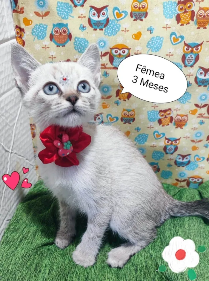 Gato raça SRD-ViraLata idade 2 a 6 meses nome Safira 