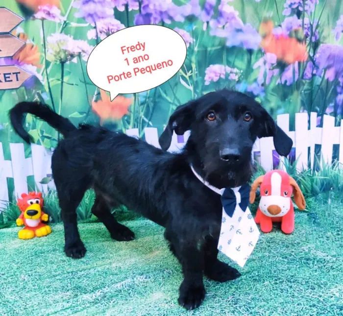 Cachorro raça SRD-ViraLata idade 1 ano nome Fredy