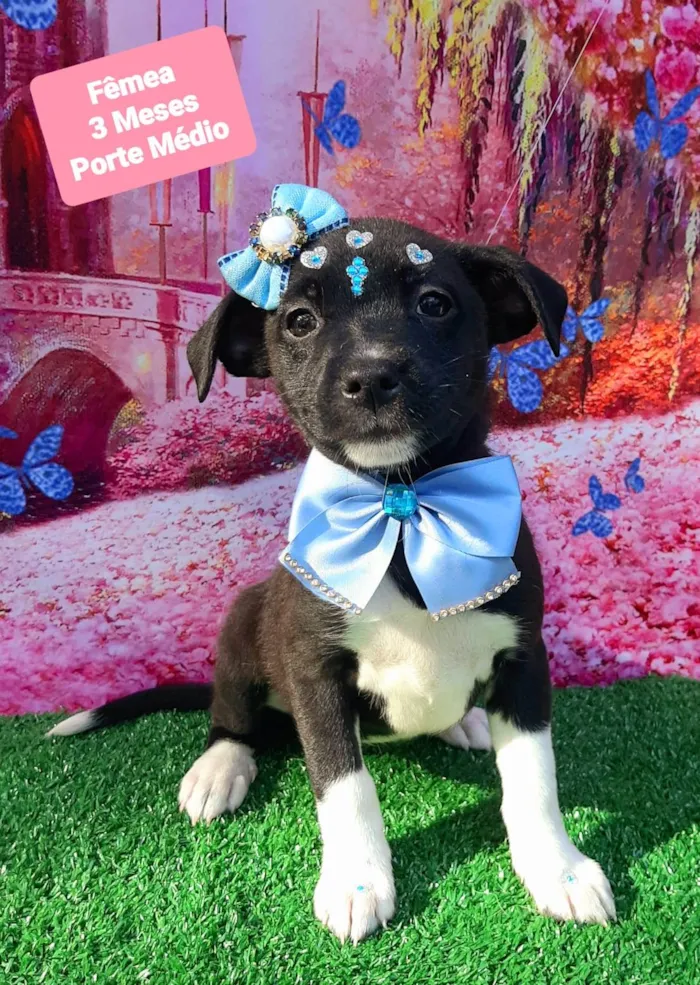 Cachorro raça SRD-ViraLata idade 2 a 6 meses nome Cinderela 