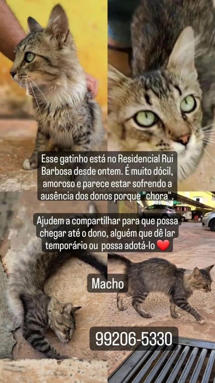 Gato ra a SRD-ViraLata idade 7 a 11 meses nome Ronron