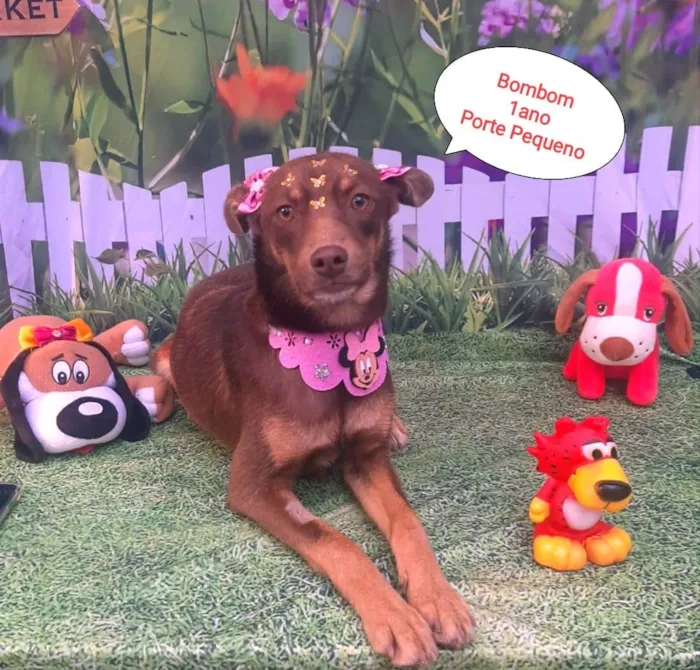 Cachorro raça SRD-ViraLata idade 1 ano nome Bombom