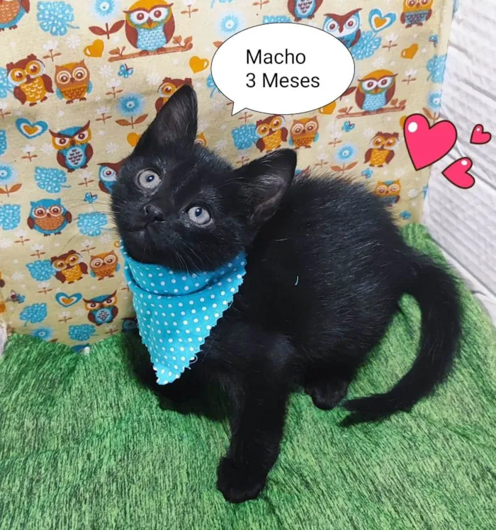 Gato raça SRD-ViraLata idade 2 a 6 meses nome Fiuk