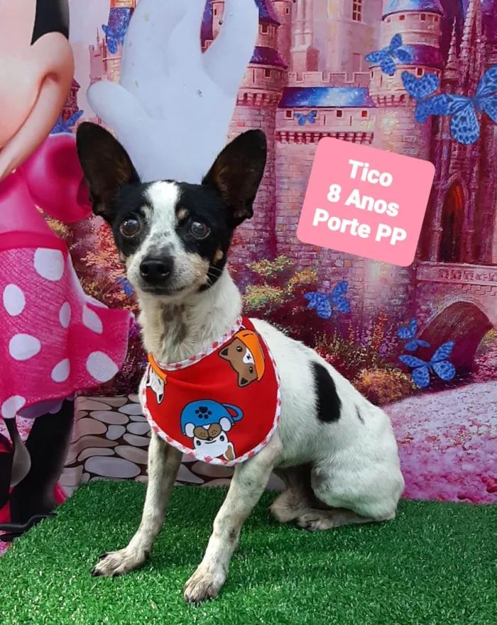 Cachorro raça SRD-ViraLata idade 6 ou mais anos nome Tico 