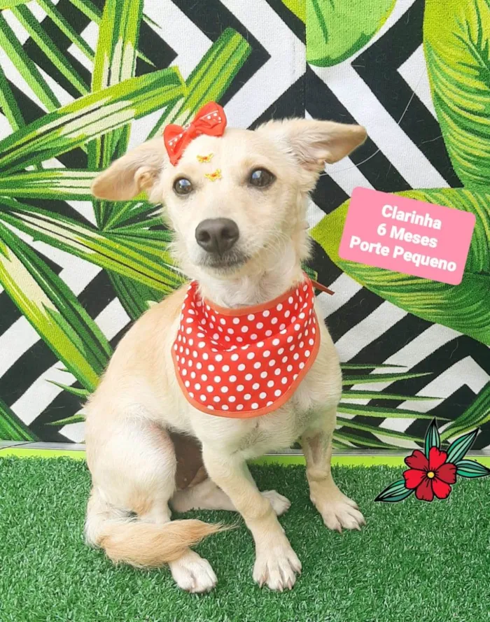 Cachorro raça SRD-ViraLata idade 2 a 6 meses nome Clarinha 