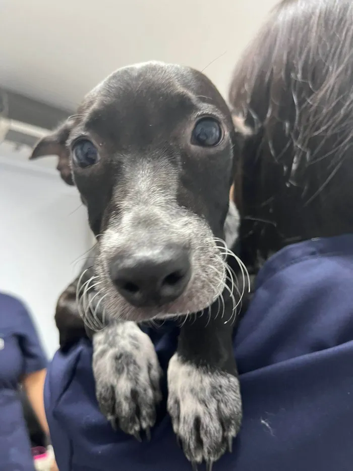 Cachorro raça SRD-ViraLata idade 2 a 6 meses nome Prince