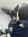 Cachorro raça SRD-ViraLata idade 2 a 6 meses nome Prince