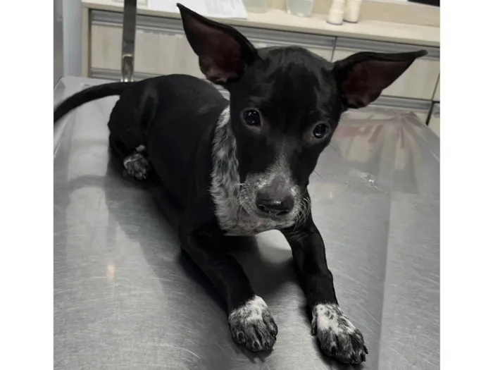 Cachorro raça SRD-ViraLata idade 2 a 6 meses nome Prince