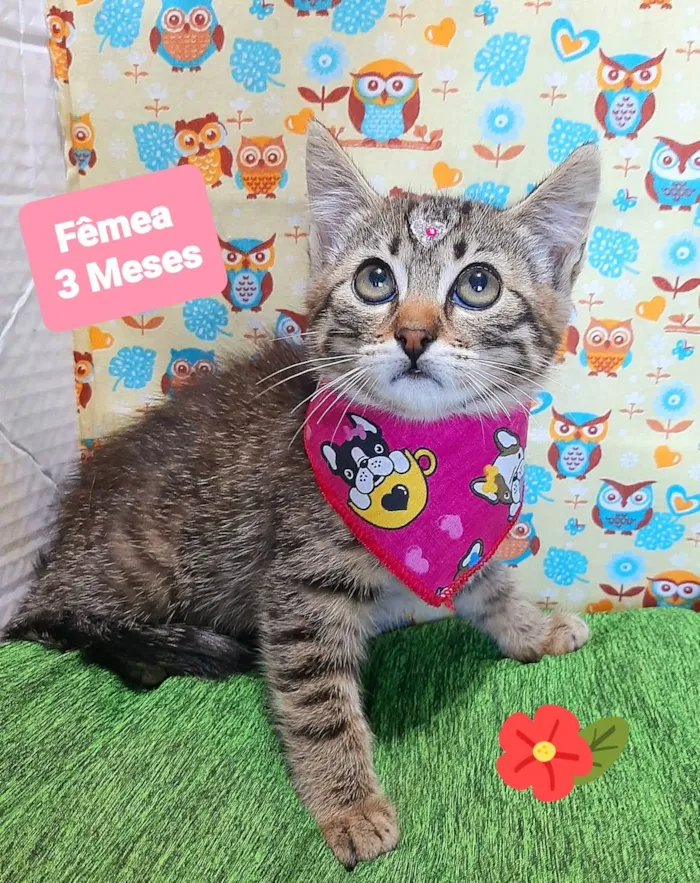 Gato raça SRD-ViraLata idade 2 a 6 meses nome Ninna