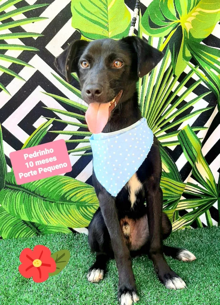 Cachorro raça SRD-ViraLata idade 7 a 11 meses nome Pedrinho 