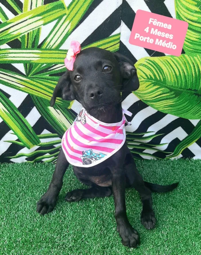 Cachorro raça SRD-ViraLata idade 2 a 6 meses nome Pretoca 