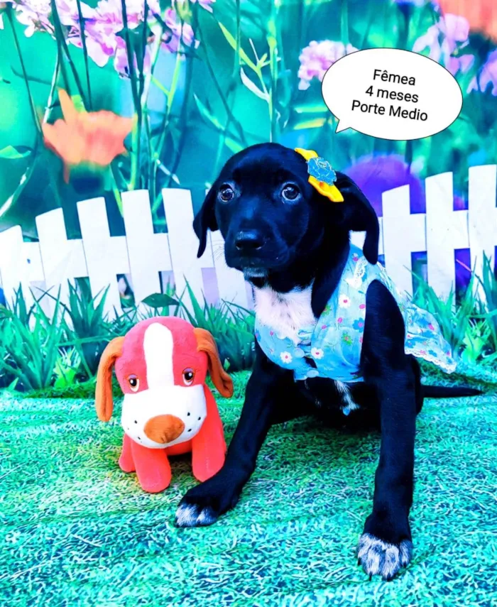 Cachorro raça SRD-ViraLata idade 2 a 6 meses nome Jasmini