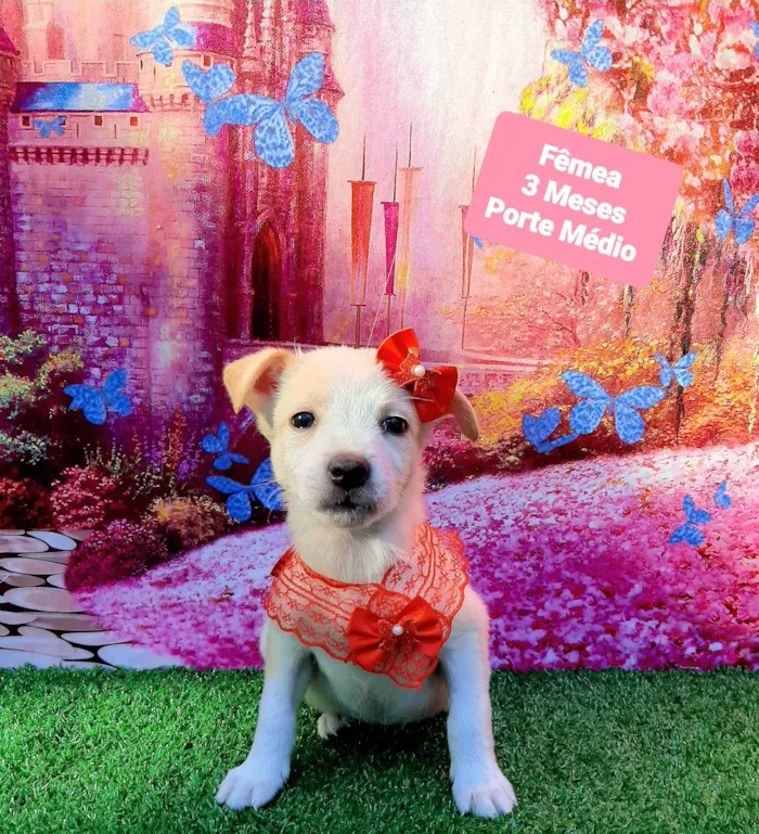 Cachorro raça SRD-ViraLata idade 2 a 6 meses nome Ursinha 