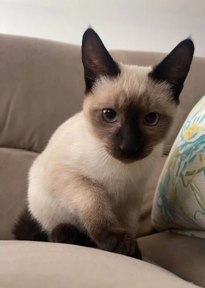 Gato raça SRD-ViraLata idade 2 a 6 meses nome Chico