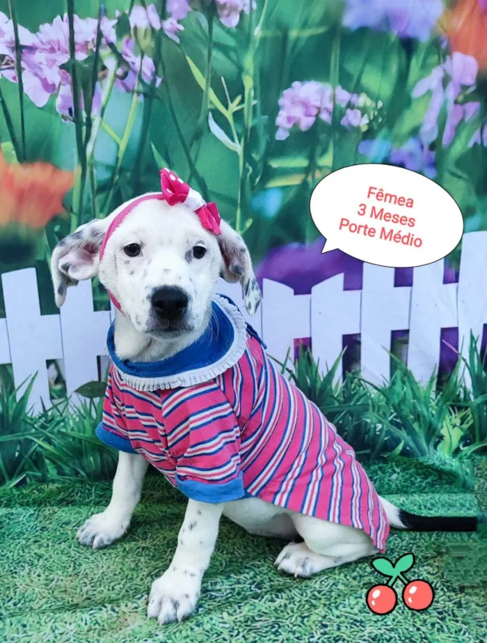 Cachorro raça SRD-ViraLata idade 2 a 6 meses nome Filo