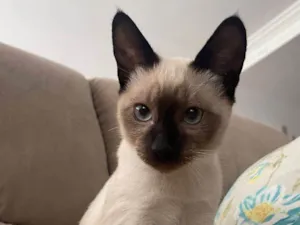 Gato raça SRD-ViraLata idade 2 a 6 meses nome Chico